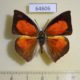 64606p Lycaenidae Curetis bulis bulis Thailand $20