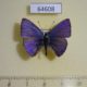 64608p Lycaenidae Anthene lycaenina lycambes Thailand $8