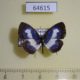 64615p Lycaenidae Discolampa ethion ethion Thailand $10