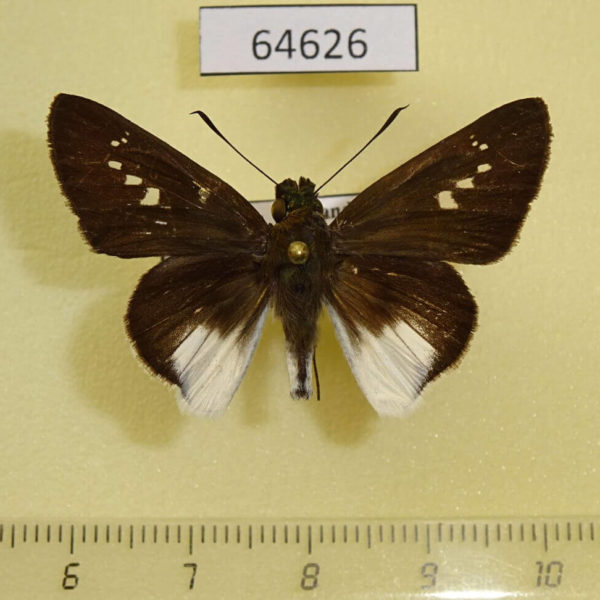 Hesperiidae Iton semamora semamora Thailand