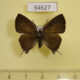 64627p Lycaenidae Rapala suffusa suffusa f Thailand $8