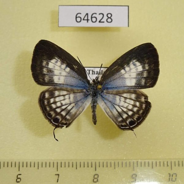 Lycaenidae Nacaduba angusta kerriana f Thailand