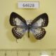 64628p Lycaenidae Nacaduba angusta kerriana f Thailand $8