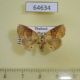 64634p Limacodidae Caissa parenti Thailand $8