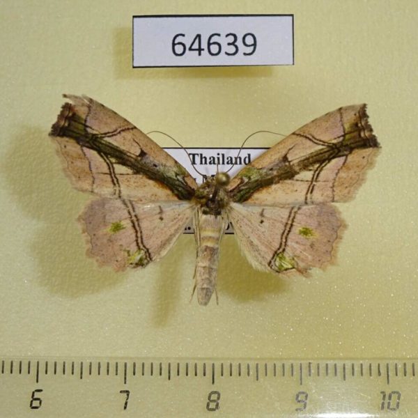 Noctuidae Tamba lala f Thailand