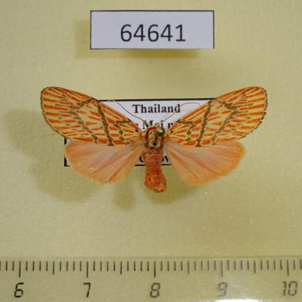 Arctiidae Barsine cornicornutata Thailand