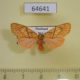 64641p Arctiidae Barsine cornicornutata Thailand $12