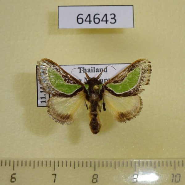 Limacodidae Parasa darma Thailand