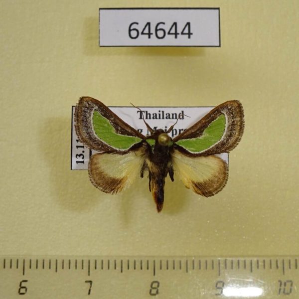Limacodidae Parasa darma Thailand