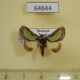 64644p Limacodidae Parasa darma Thailand $20