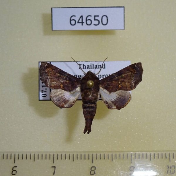 Euteliidae Penicillaria jocosatrix Thailnad