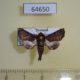 64650p Euteliidae Penicillaria jocosatrix Thailnad $5