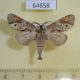 64658p Notodontiidae Clostera fulgurita Thailand $8
