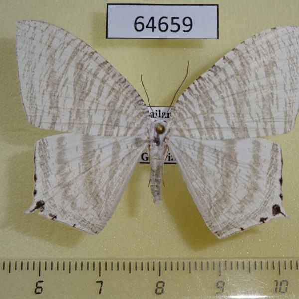 Uraniidae Micronia pluviosa Thailand