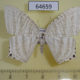64659p Uraniidae Micronia pluviosa Thailand $12