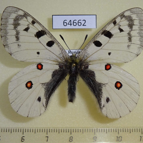 Papilionidae Parnassius corybas Khakassia rep.