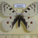 64662p Papilionidae Parnassius corybas Khakassia rep. $10