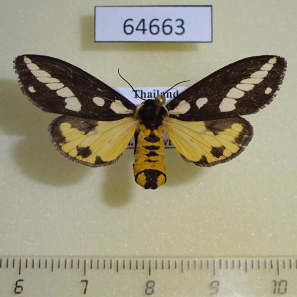 Arctiidae Rajendra tripartita f Thailand