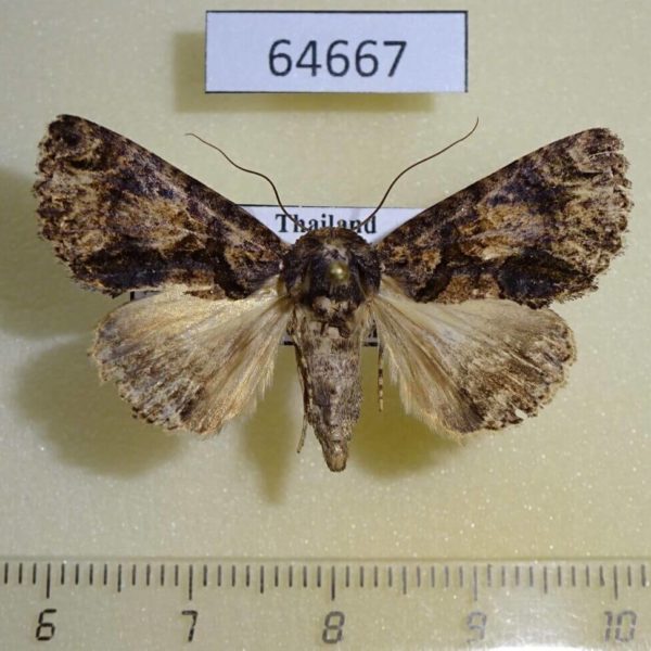 Noctuidae Erygia apicalic Thailand
