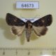 64673p Noctuidae Condica dolorosa Thailand $8