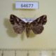 64677p Noctuidae Callopistria exotica f Thailand $9