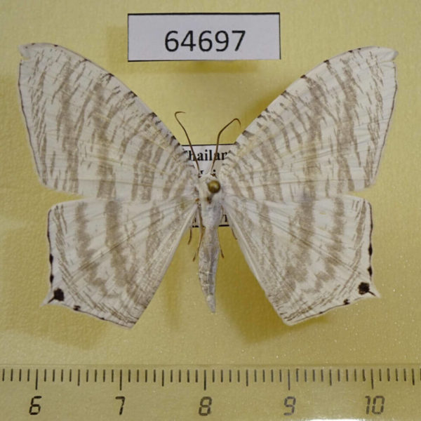 Uraniidae Micronia pluviosa Thailand
