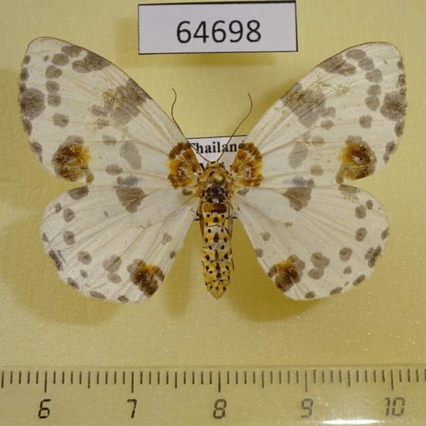 Geometridae Abraxas sylvata f Thailand