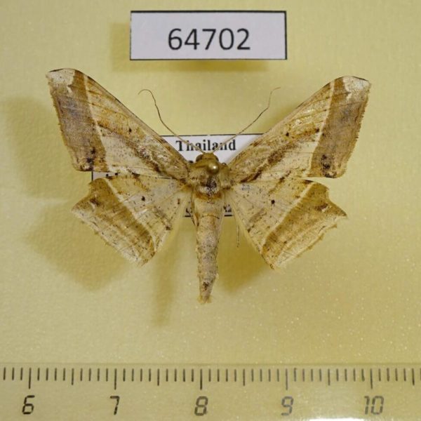 Geometridae Krananda postexcisa Thailand