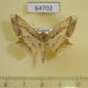 64702p Geometridae Krananda postexcisa Thailand $15