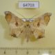 64703p Noctuidae Semiothisops macariata Thailand $9