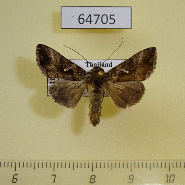 Noctuidae Ctenoplusia tarassota Thailand
