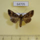 64705p Noctuidae Ctenoplusia tarassota Thailand $9
