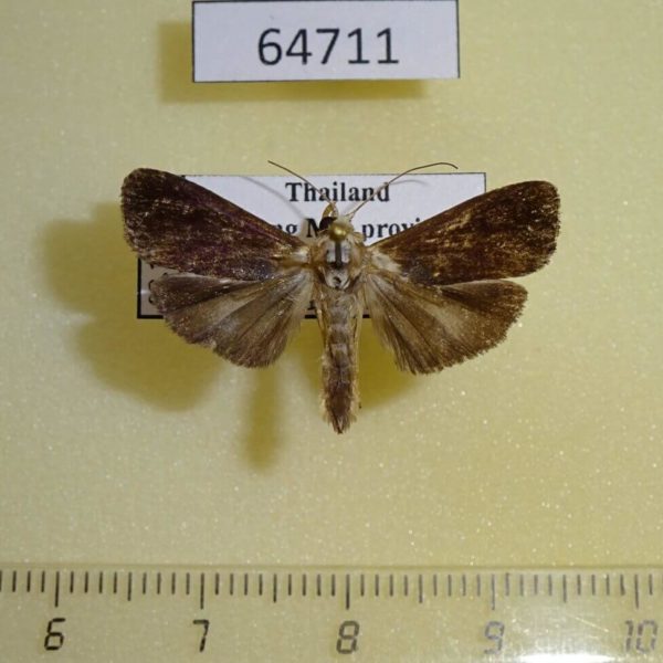 Noctuidae sp. Thailand