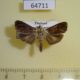 64711p Noctuidae sp. Thailand $6