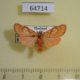 64714p Arctiidae Barsine cornicornutata Thailand $10