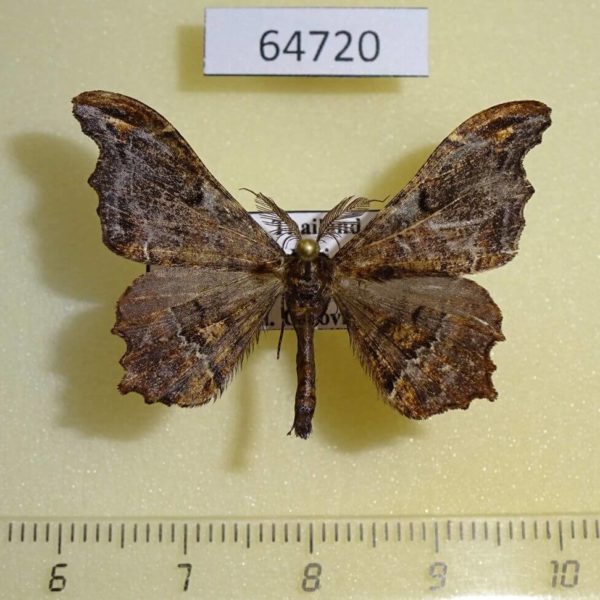 Geometridae Hyposidra violescens Thailand