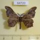 64720p Geometridae Hyposidra violescens Thailand $5