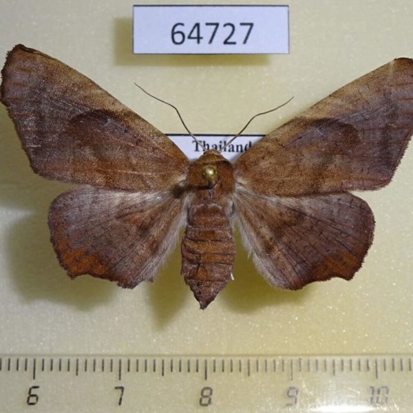 Noctuidae Episparina tortuosalis f Thailnad