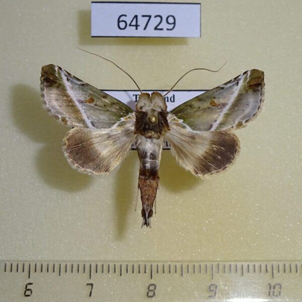 Noctuidae Risoba sp. repugnans Thailand
