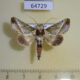 64729p Noctuidae Risoba sp. repugnans Thailand $12