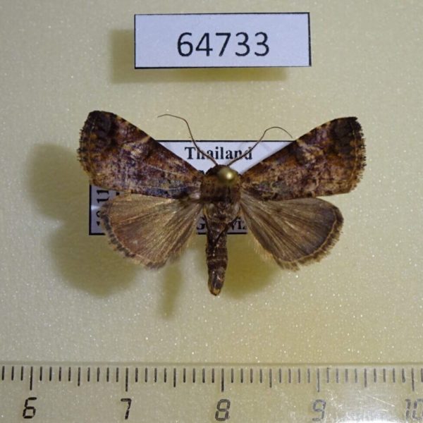 Noctuidae sp. Thailand