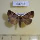 64733p Noctuidae sp. Thailand $7