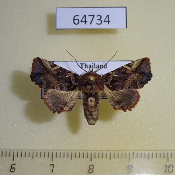 Euteliidae Targalla apicifascia Thailand