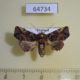 64734p Euteliidae Targalla apicifascia Thailand $9
