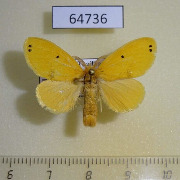 Lymantridae sp. Thailand