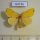 64736p Lymantridae sp. Thailand $7