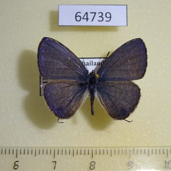 Lycaenidae Nacaduba calauria malayica Thailand