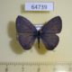 64739p Lycaenidae Nacaduba calauria malayica Thailand $8