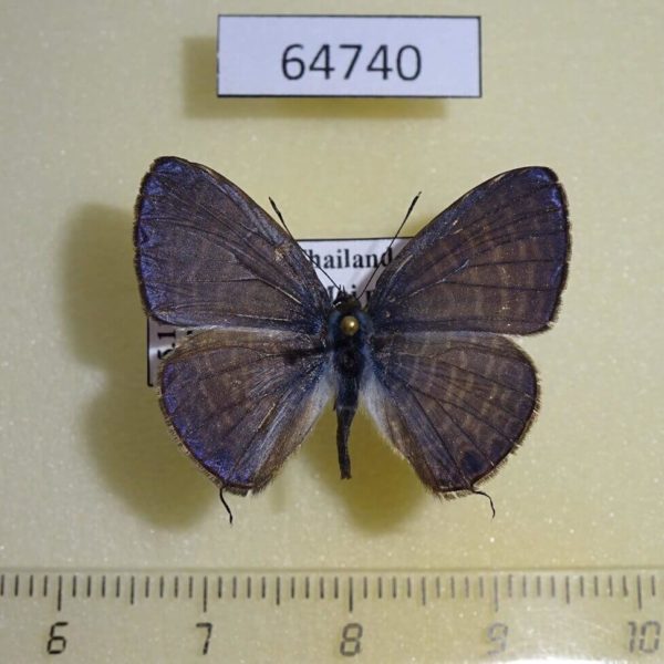 Lycaenidae Nacaduba calauria malayica Thailand