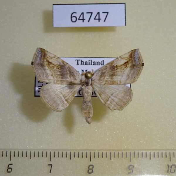 Noctuidae sp. Thailand
